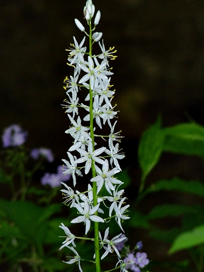 {Camassia scilloides}